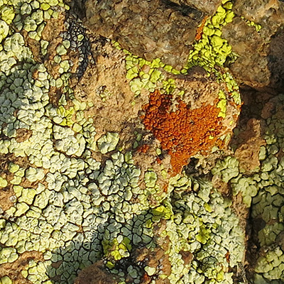 lichen