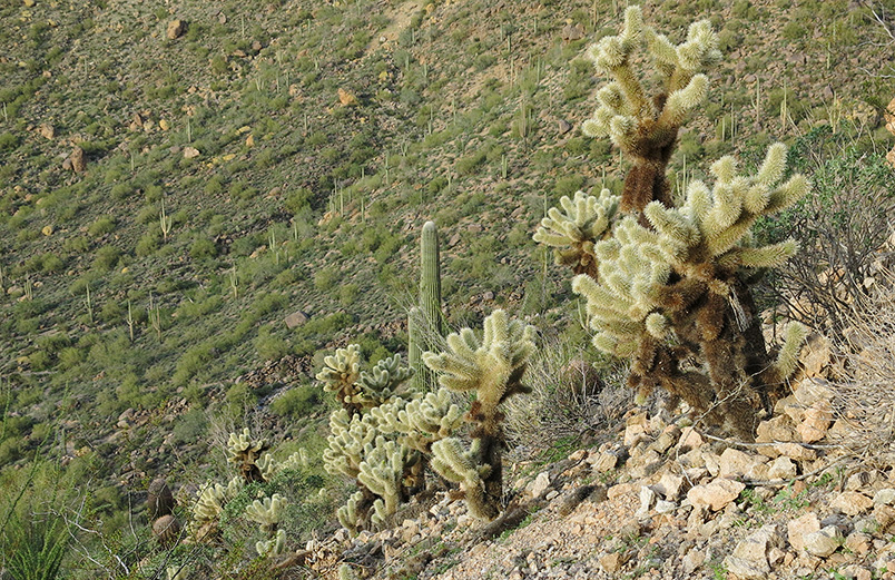 cholla