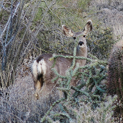 deer