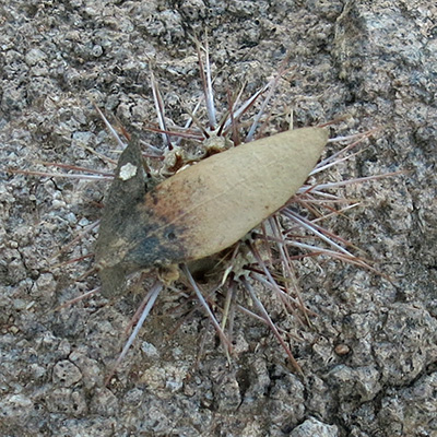 leaf