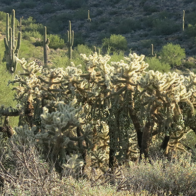 cactus