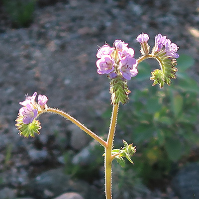 lavendar
