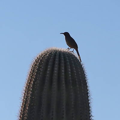 bird