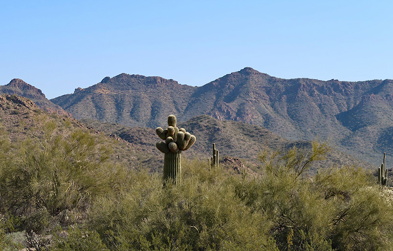 saguaro