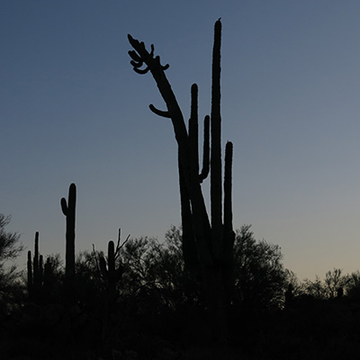 saguaro
