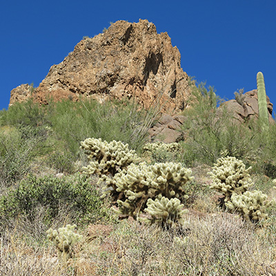 cactus
