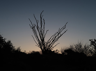 dawn